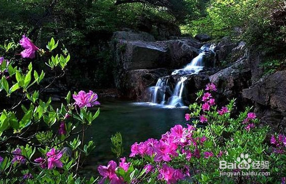养生保健 什么样的鲜花有食疗功效