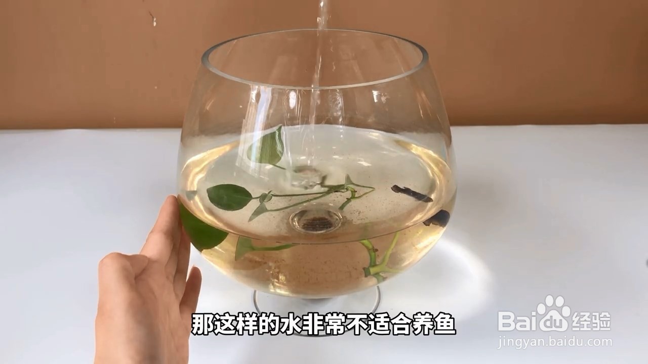 空调水不要浪费，还能用来养鱼