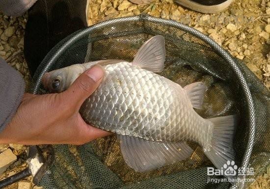 野钓鲫鱼的关键技巧 野外如何钓鲫鱼