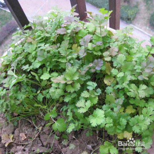 香菜盆栽的方法有哪些?