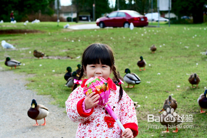棒棒糖女孩和温哥华绿头鸭(组图)