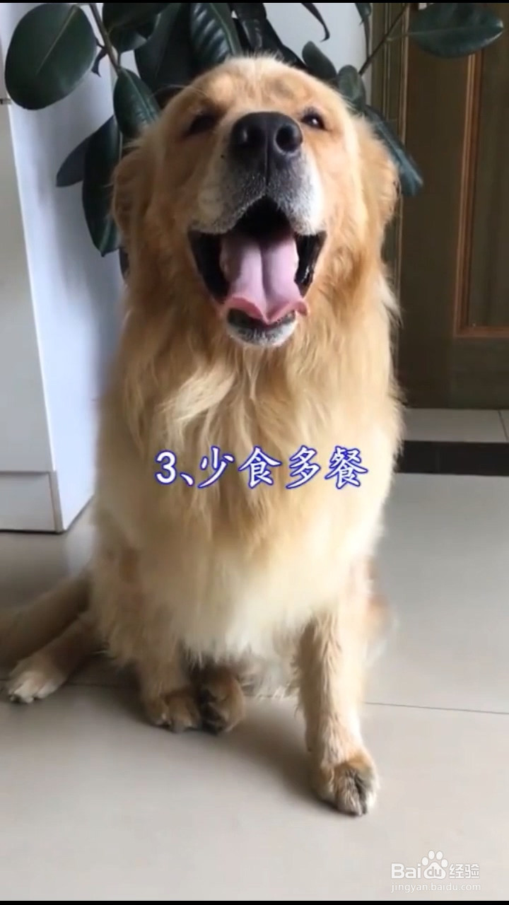 如何发现狗狗胃扭转及如何预防