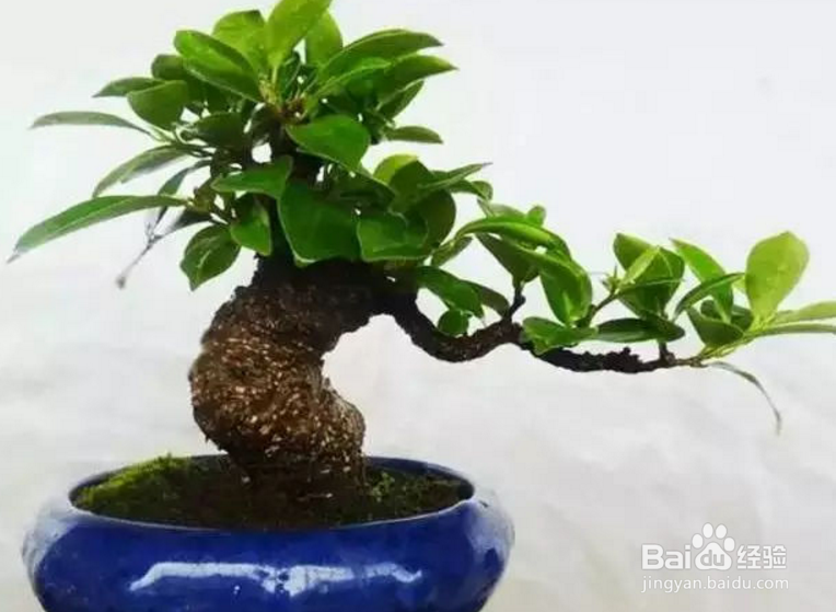 榕树冬天怎么养