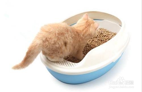 猫乱尿怎么解决方法