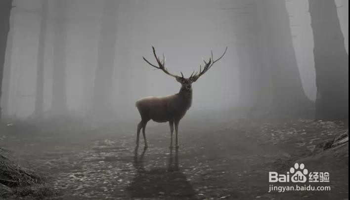 PS:合成一个奇幻神秘的森林场景(下)