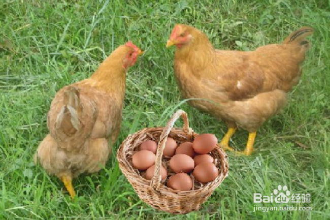 蛋鸡怎样高产