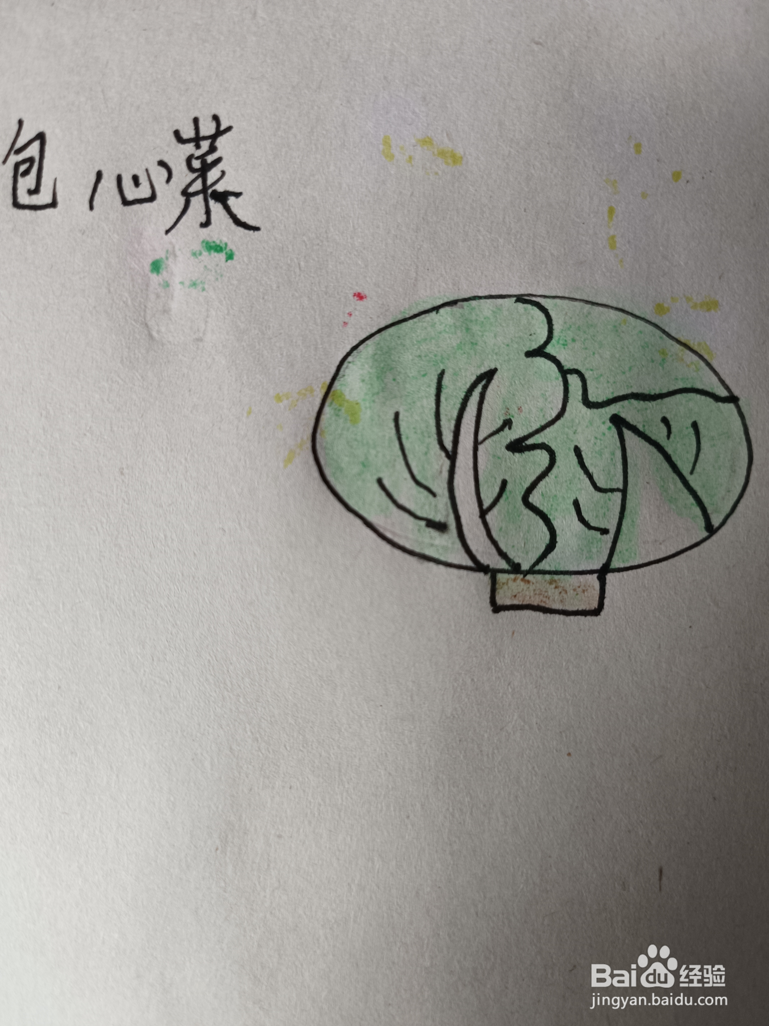包心菜的简笔画