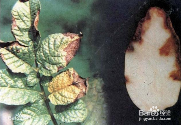 马铃薯晚疫病防治方案