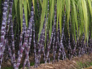 吃甘蔗有哪些好处