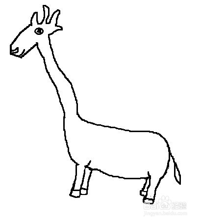 儿童简笔画:如何一步一步画一头长颈鹿