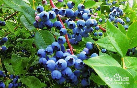 黑米花青素与冻干花青素的提取纯化差异