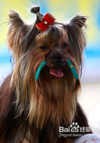 约克夏犬的美容方法