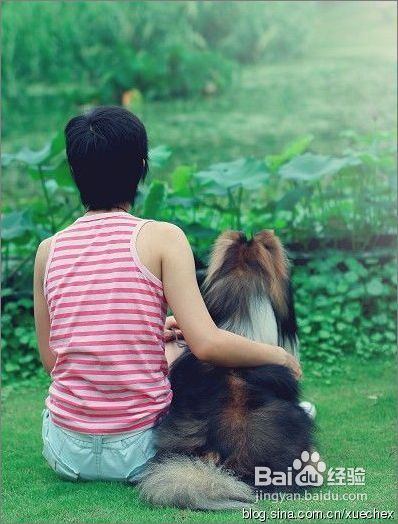 狗狗美容知识