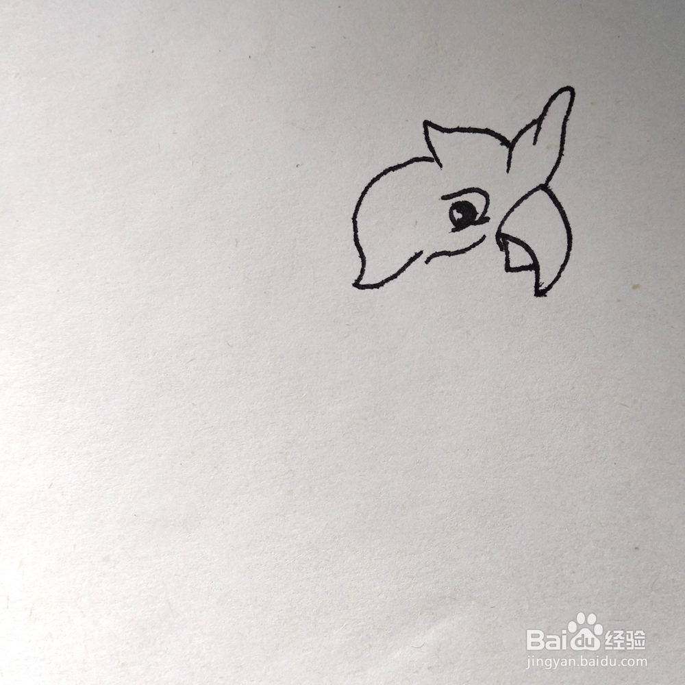 如何画一个好看的鹦鹉巴哥卡通简笔画？