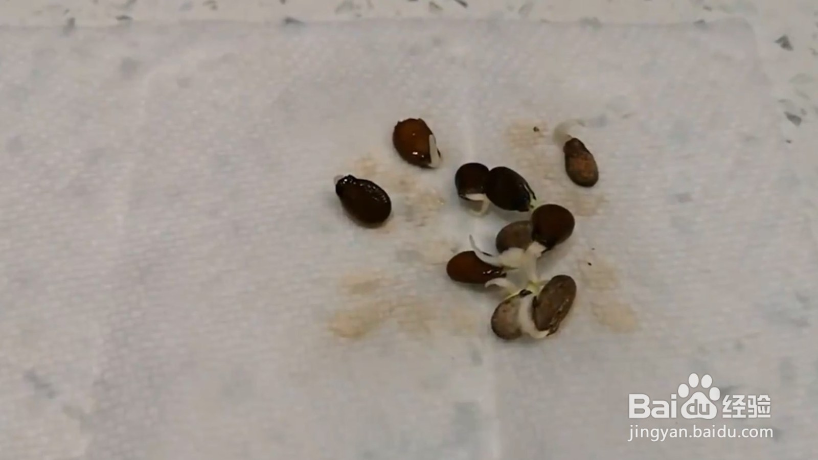 西瓜种子怎么催芽