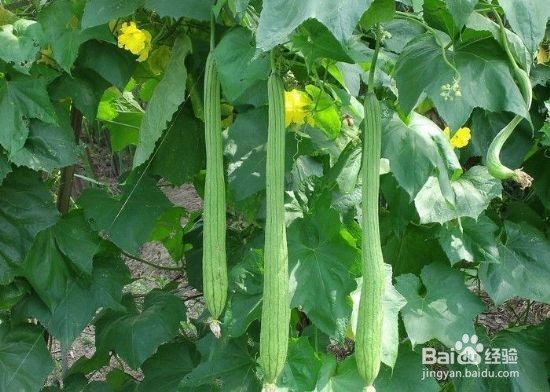 丝瓜种植：夏季丝瓜怎么防治早衰？
