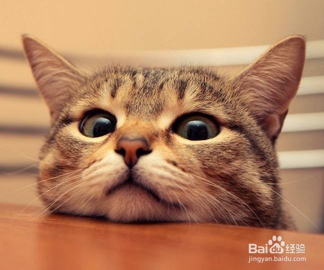 猫咪常见动作表情的解析