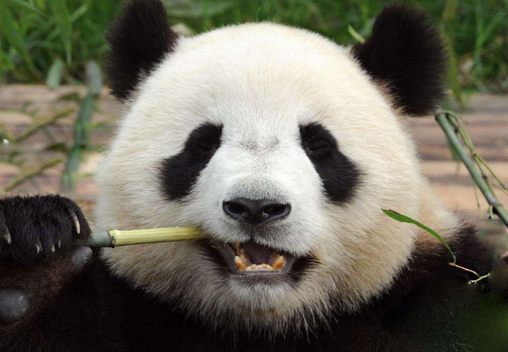 大熊猫的祖先是吃什么的