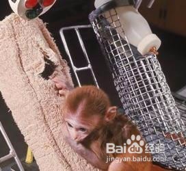 和动物相关的著名实验,如