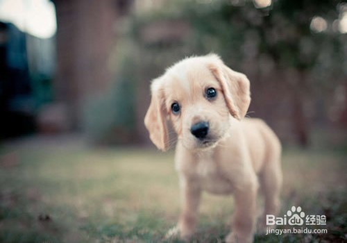 狗狗为什么会吃自己的便便?