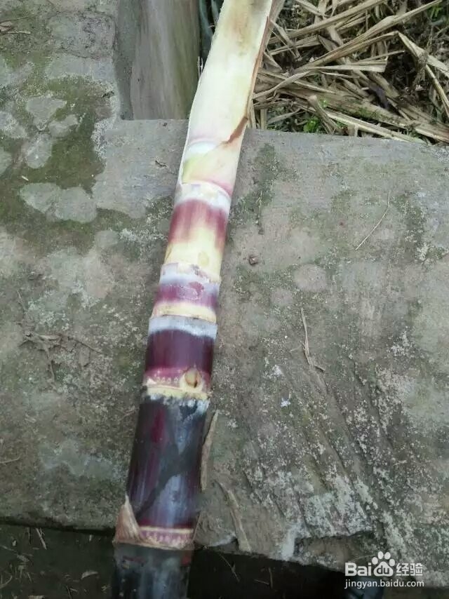 红糖烘干机蔗糖烘干机的生产过程展示