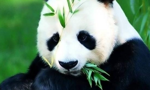 为什么只有中国有大熊猫