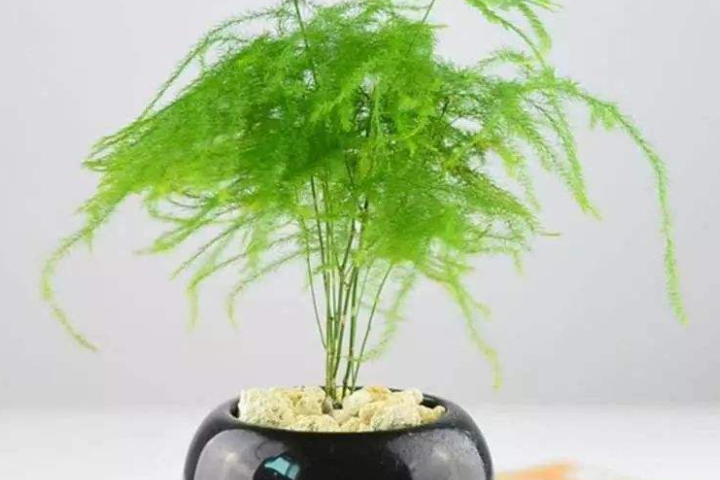 四季常青的植物有哪些-百度经验