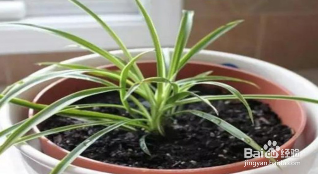 吊兰的养护方法