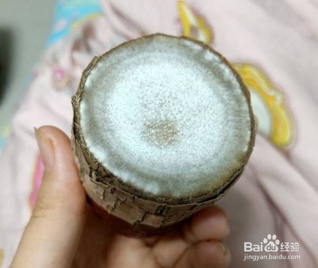 巴西木长白毛了怎么办