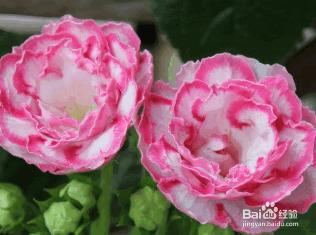 大岩桐的种植及管理要点