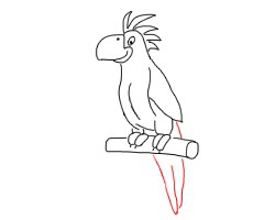 简笔画---怎么画鹦鹉