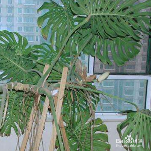 龟背竹的叶子发软下垂应该怎么办?