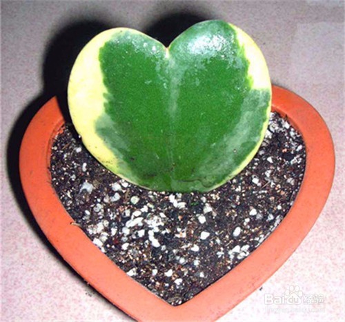 心叶球兰的养殖方法