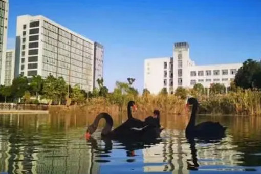 芜湖职业技术学院是大专,还是本科