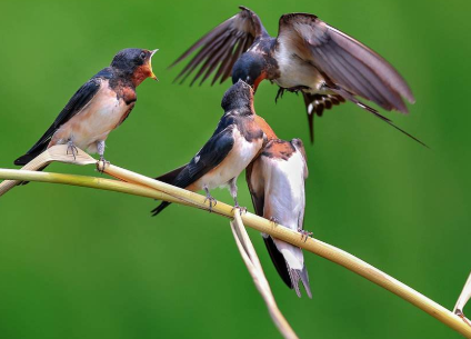 小燕子带了它的剪刀似的尾巴,在阳光满地时,斜飞于旷亮无比的天空运用了什么修辞手法