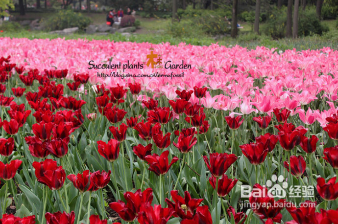 上海植物园（上）