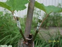 嫁接广玉兰小苗的措施有哪些？