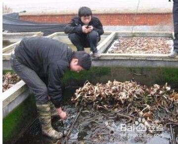 黄鳝冬季囤养技术