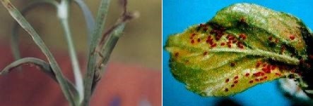 石竹的种植方法和注意事项