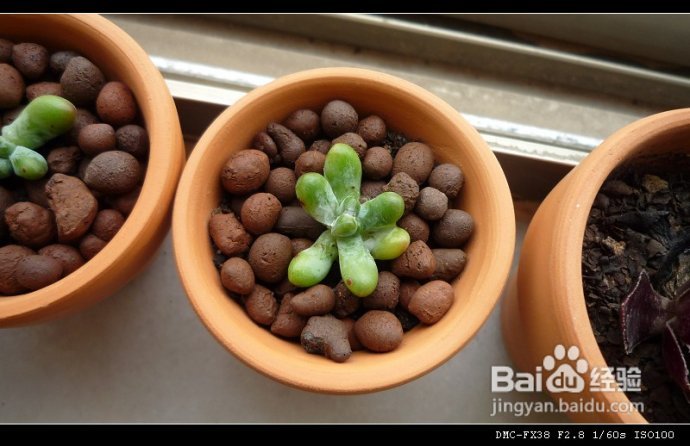 8月1日更新（附“花土”心得）--DIYDIY阳台花园日记
