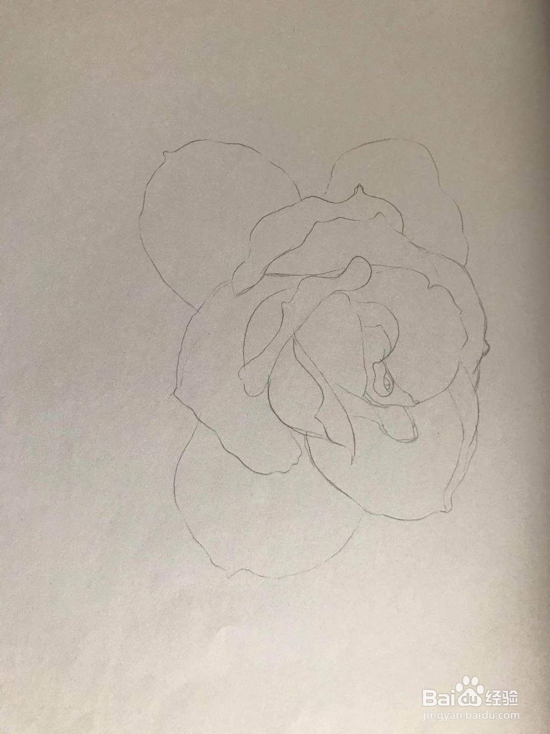 玫瑰花黑白线描画