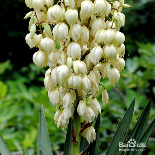 凤尾兰炭疽病该怎么办?