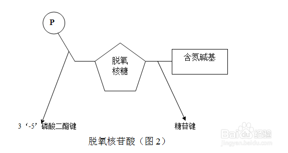 制作DNA平面结构模型