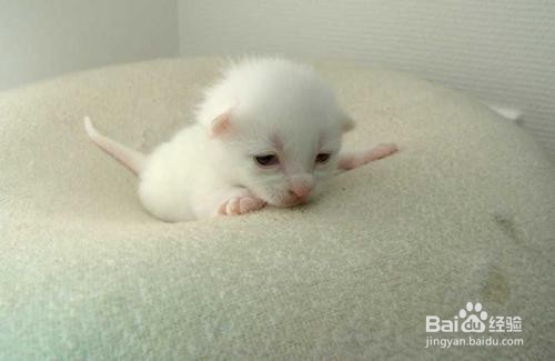 刚生下来的小猫怎么养
