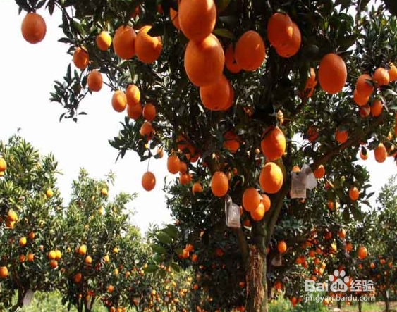 砂糖橘树种植方法