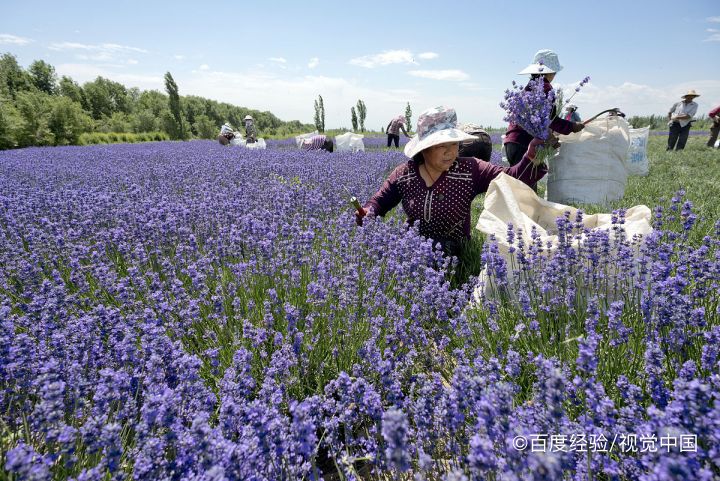 如何种植薰衣草