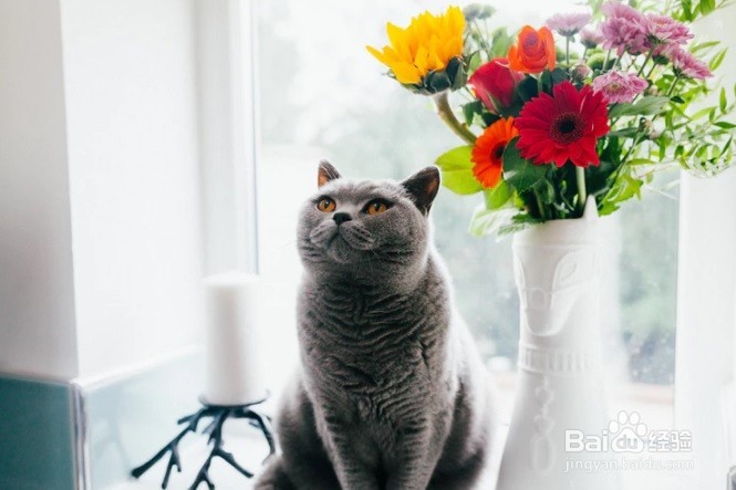 怎么样防止小猫咪咬人