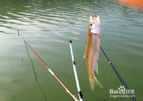 钓灵和钓钝的区别