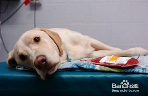 那些花卉对宠物有毒、怎么处理？(四)