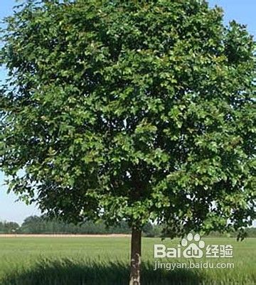 白蜡树幼苗的抚育管理